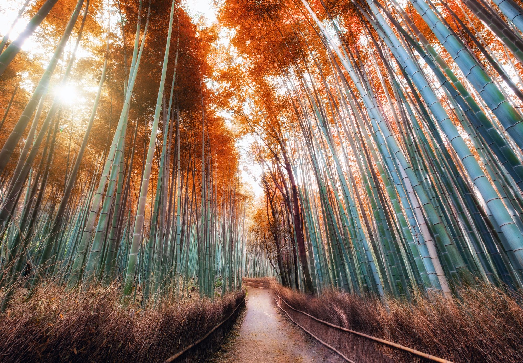 Foresta di bamboo, Arashiyama - Kioto