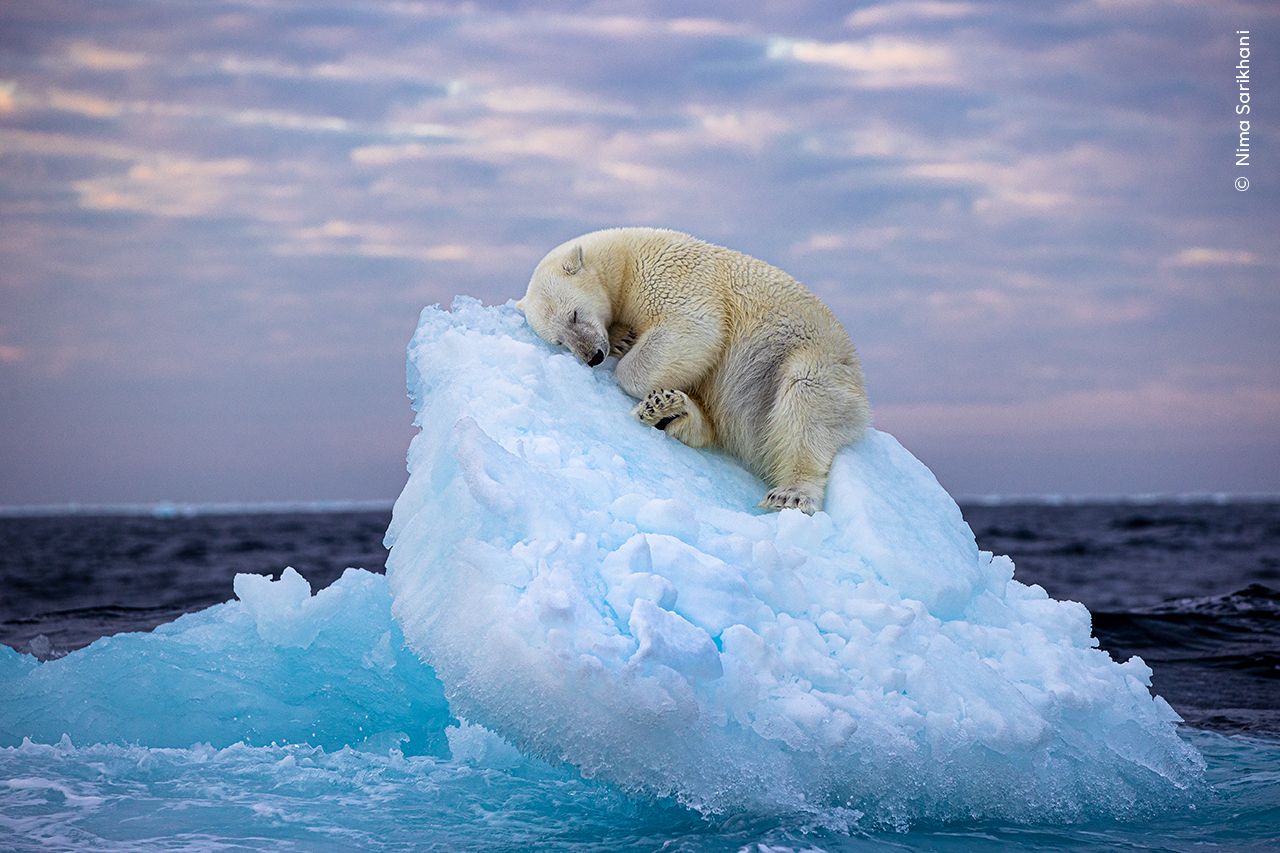 L'orso che dorme su un iceberg alla deriva: premiato il Wildlife Photographer of the Year