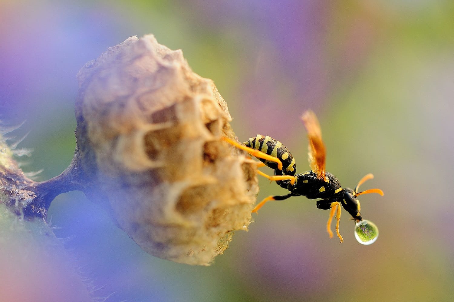 “Fotografare il parco”, la natura negli scatti più belli: ecco i vincitori