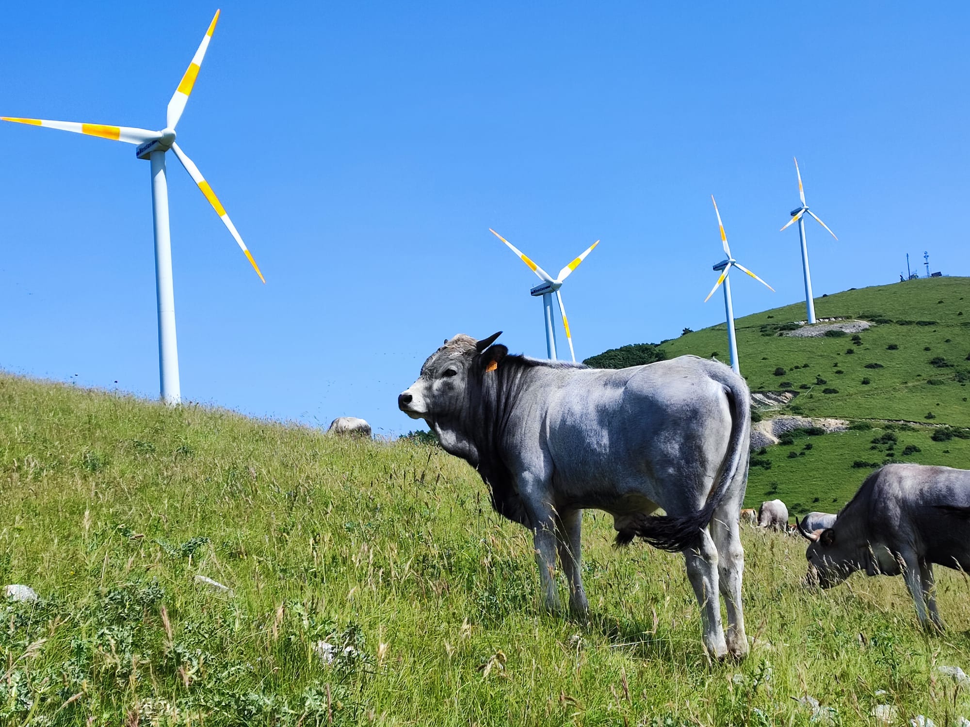 Il peso del vento: così l'eolico può minacciare gli ecosistemi naturali