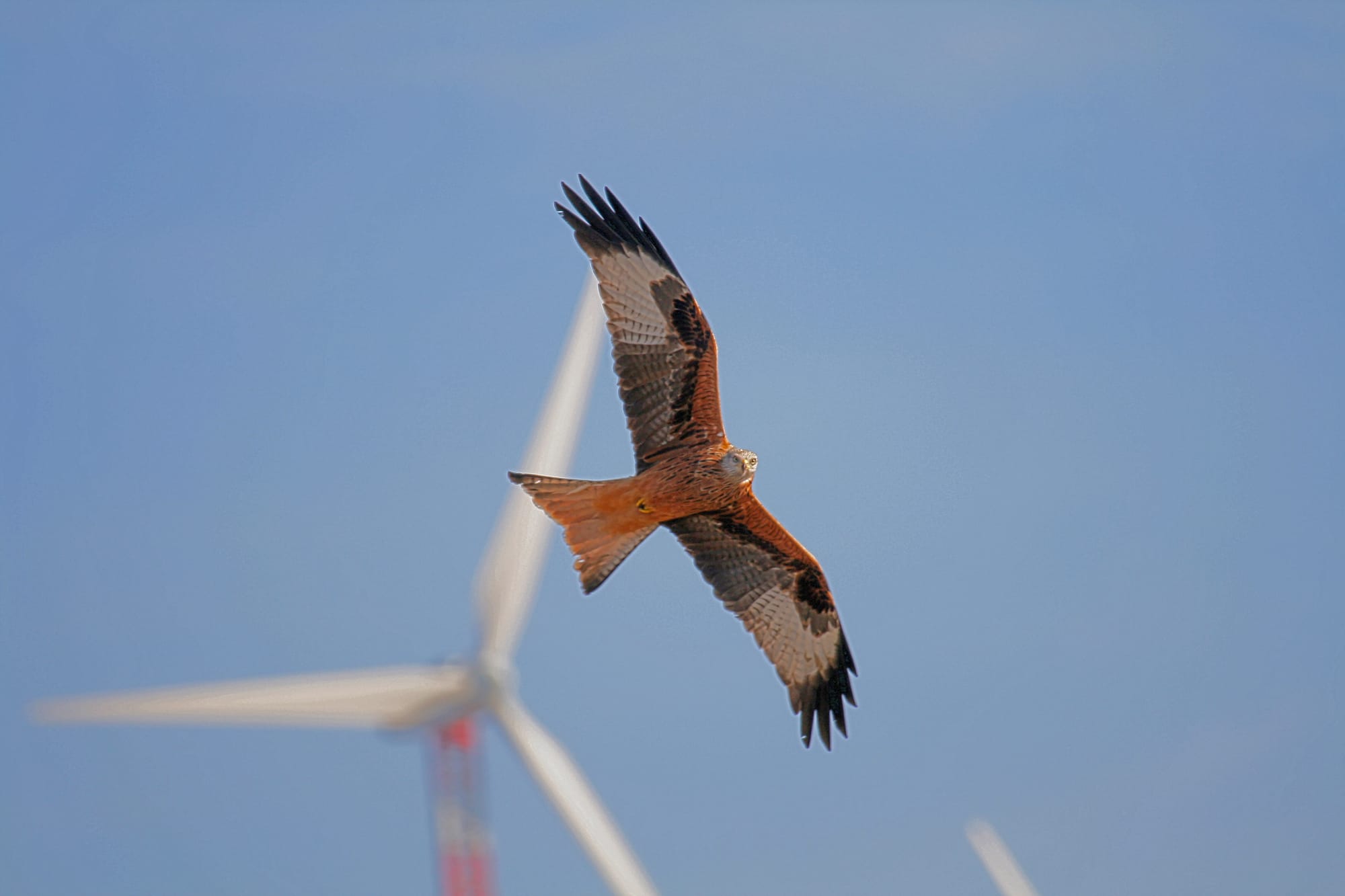 Il peso del vento: così l'eolico può minacciare gli ecosistemi naturali