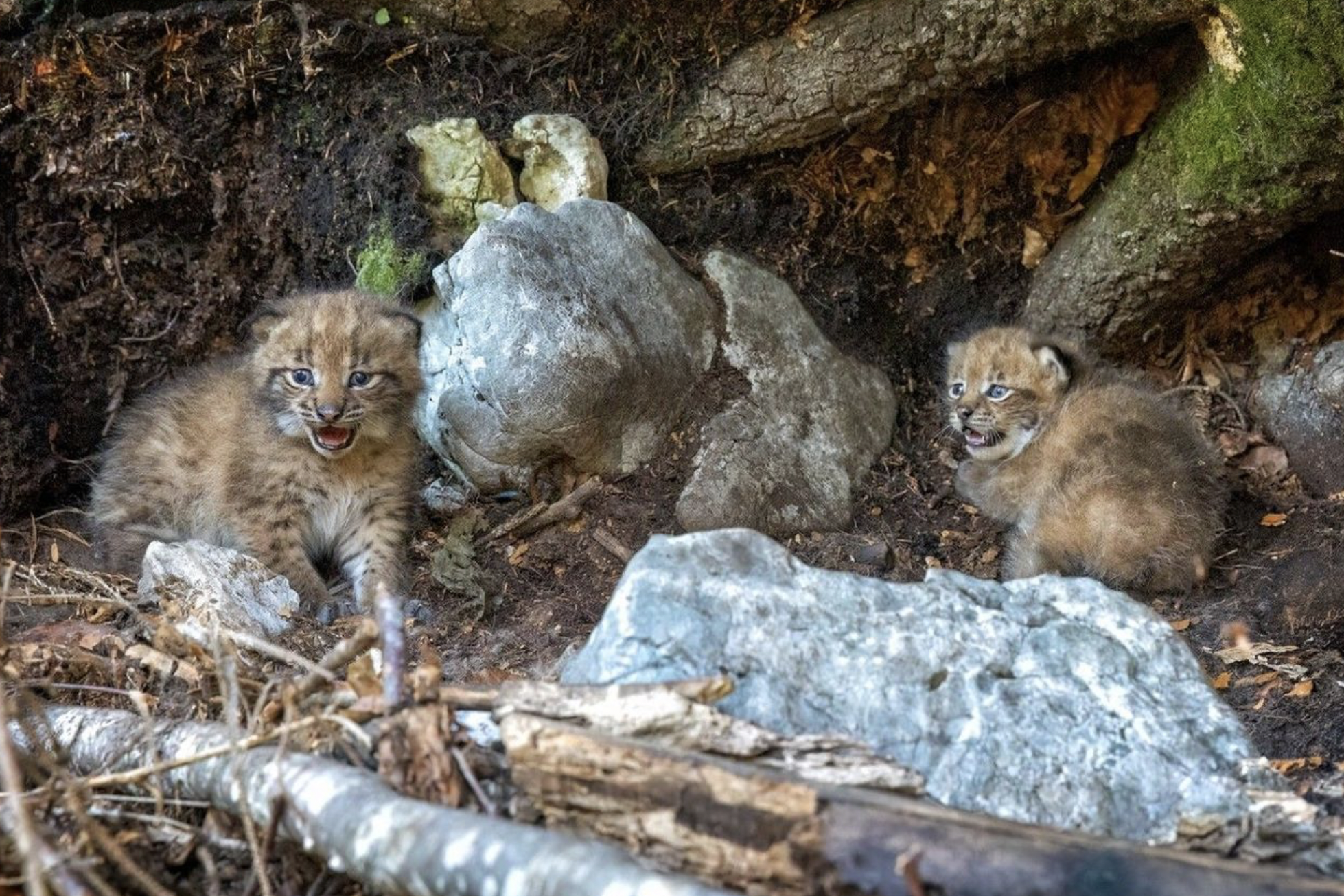 La foto che ci racconta perché essere ottimisti sulla lince eurasiatica