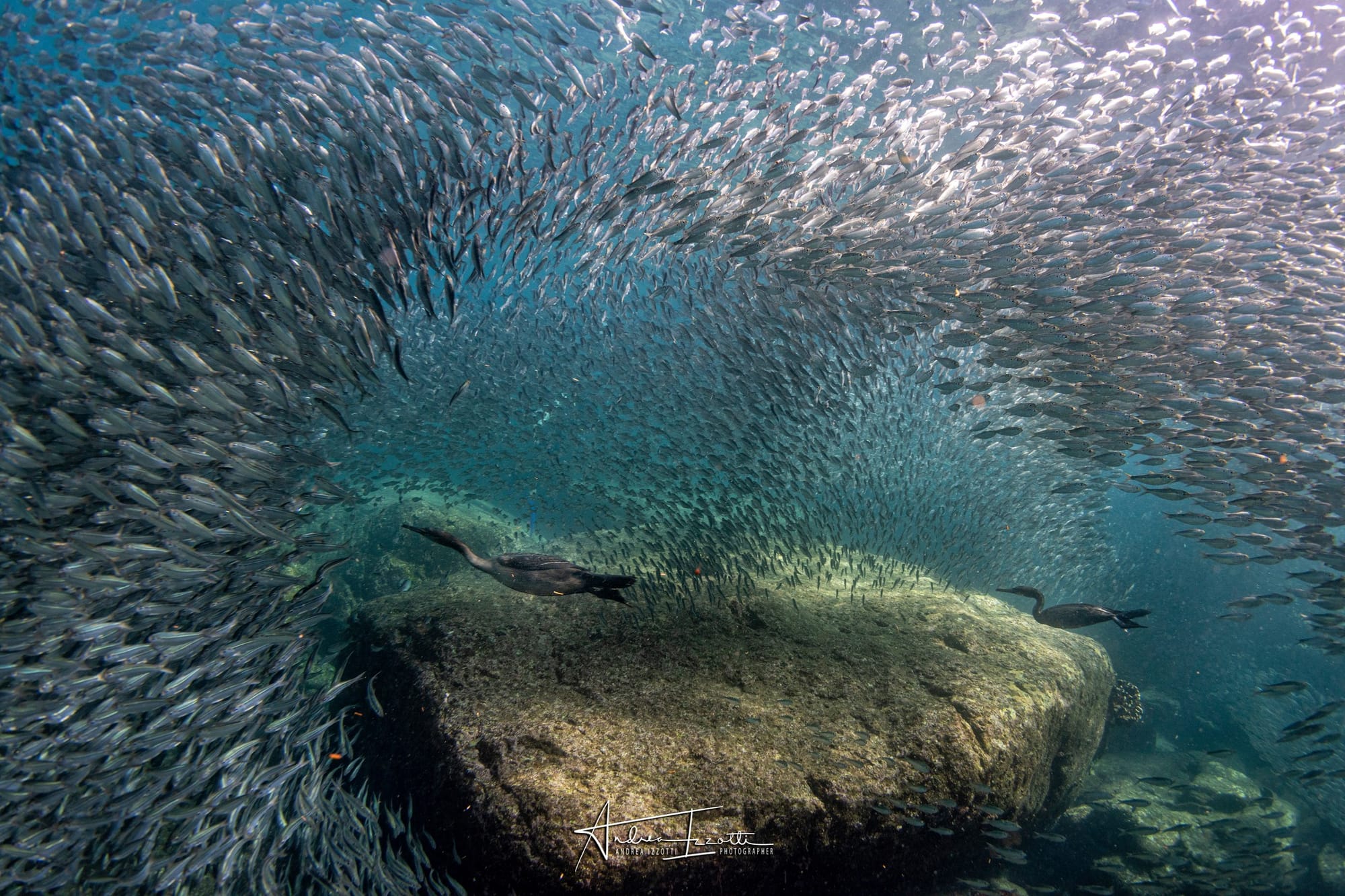 L'apnea dei cormorani e l'otaria che gioca con una stella marina: le foto straordinarie di Izzotti premiate in India