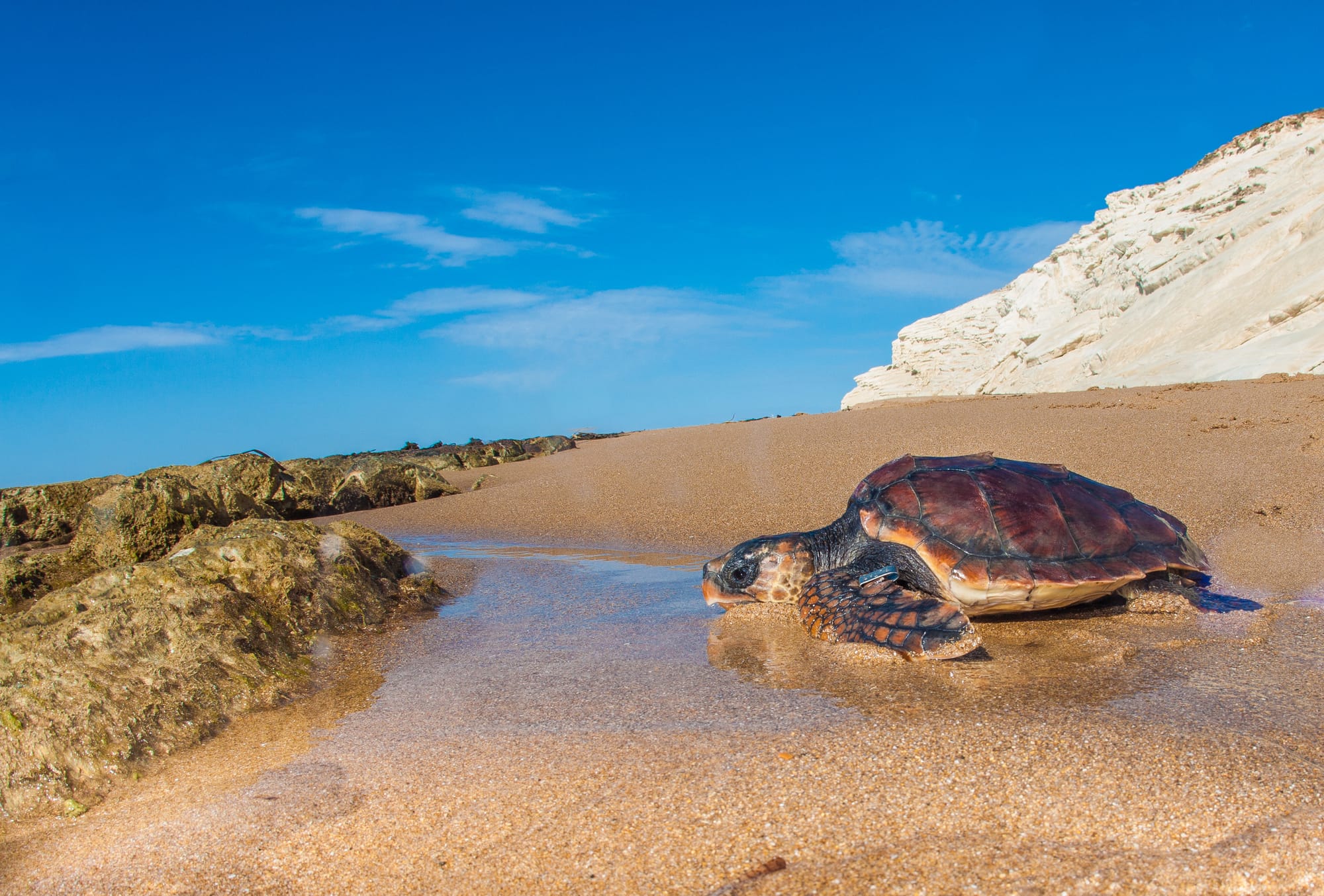 Perché in Italia ci sono (finalmente) così tanti nidi di tartaruga marina?