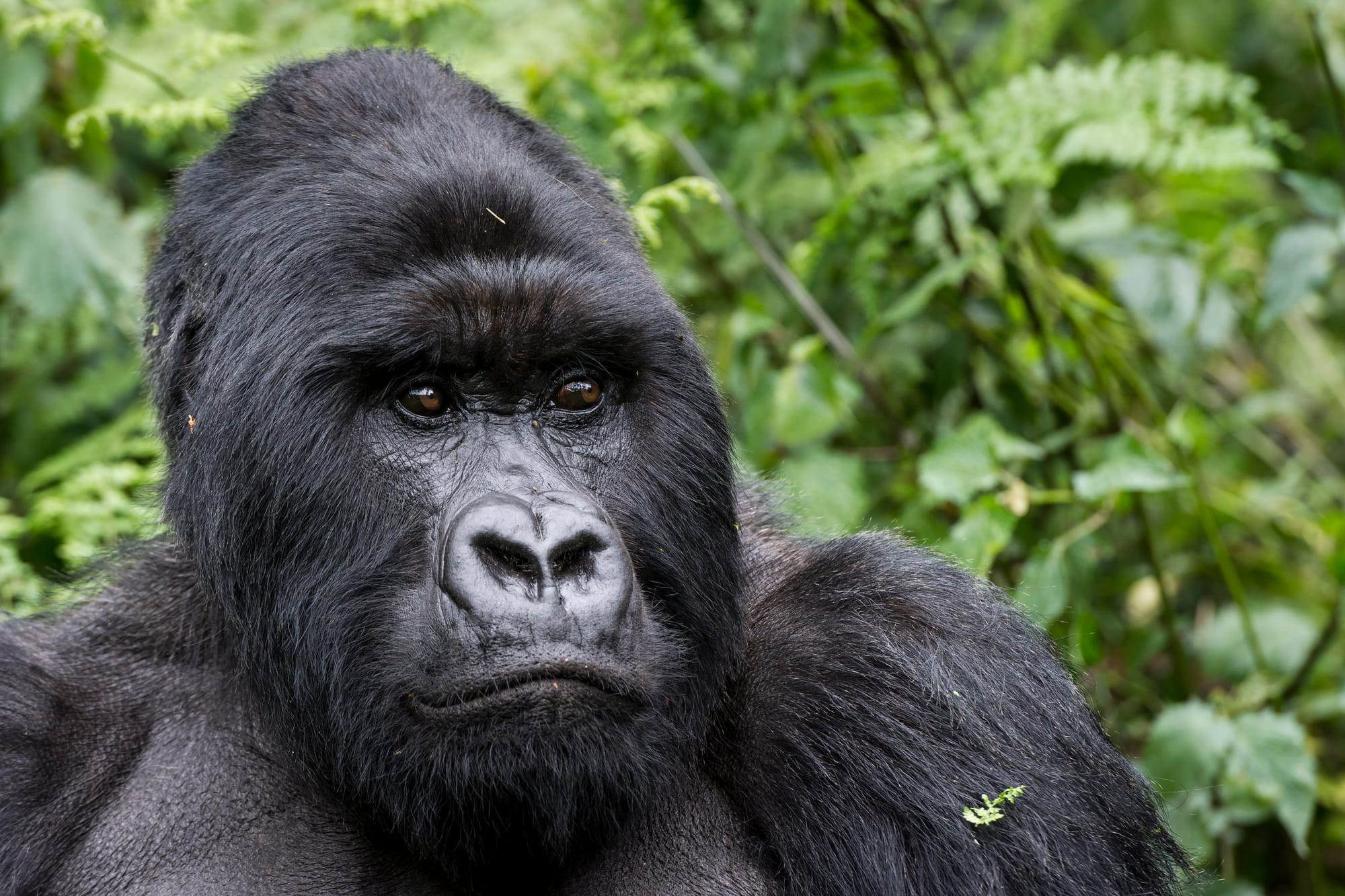 Perché non possiamo fare a meno dei gorilla