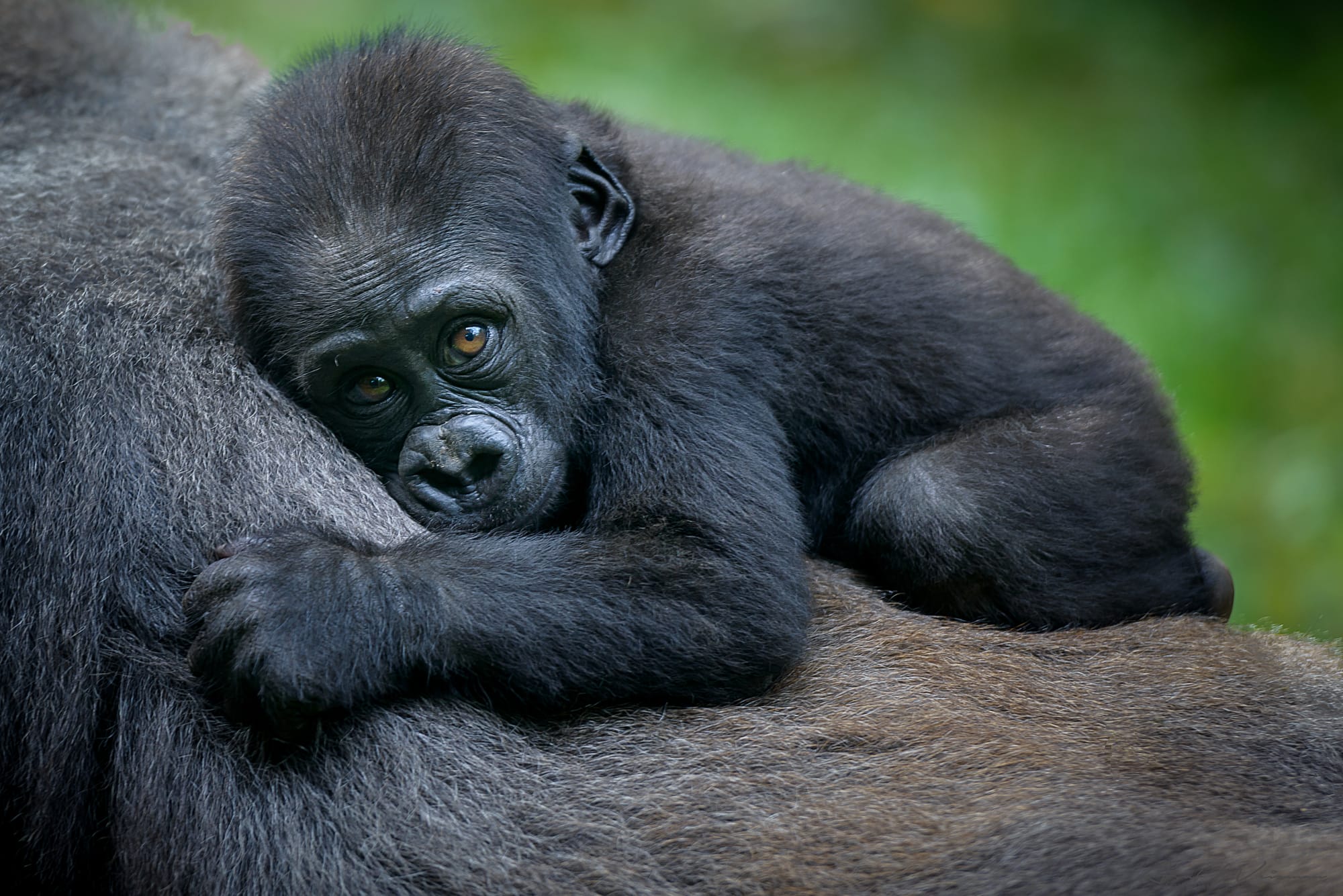 Perché non possiamo fare a meno dei gorilla