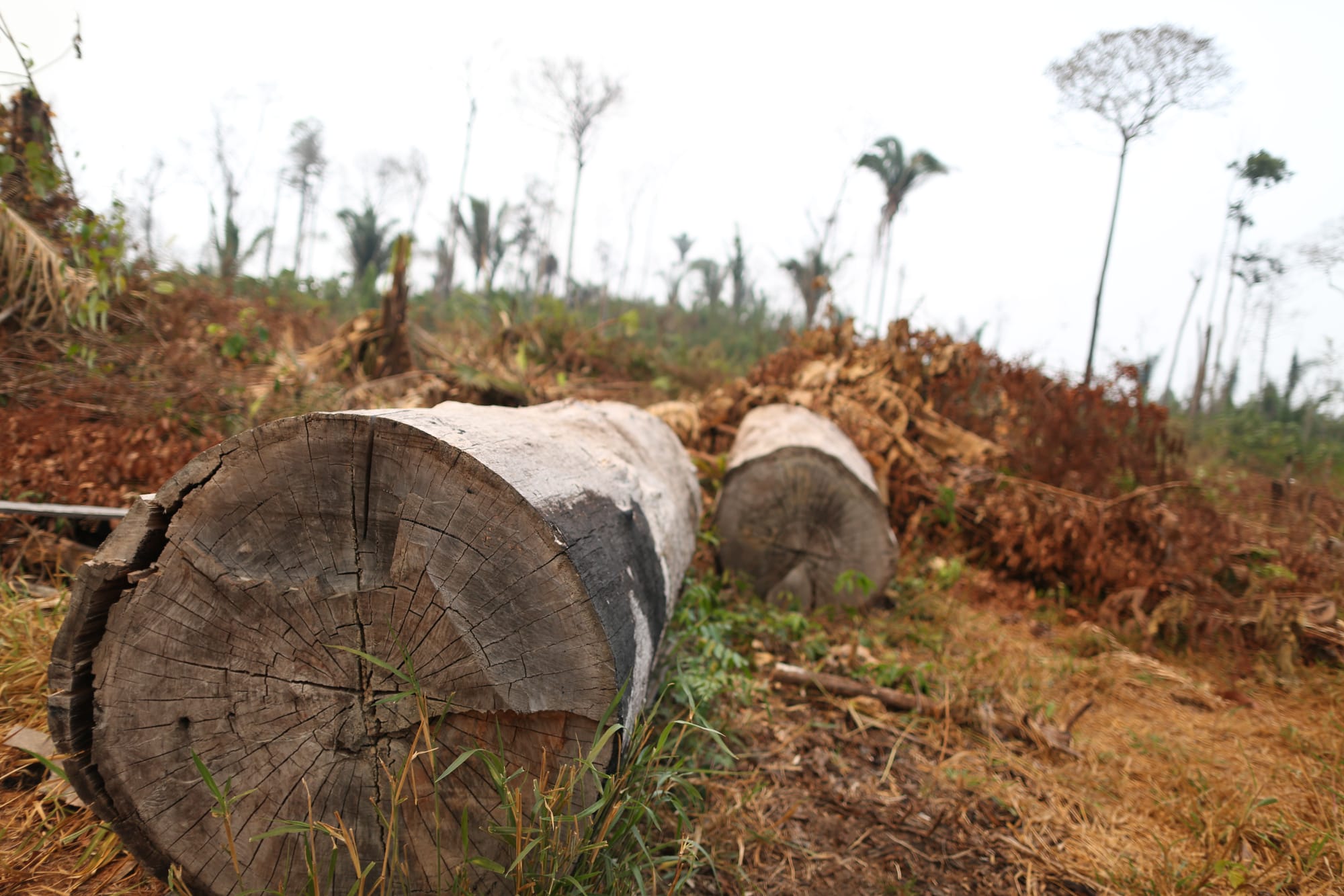 Allarme Amazzonia, così il polmone del pianeta rischia il "collasso"