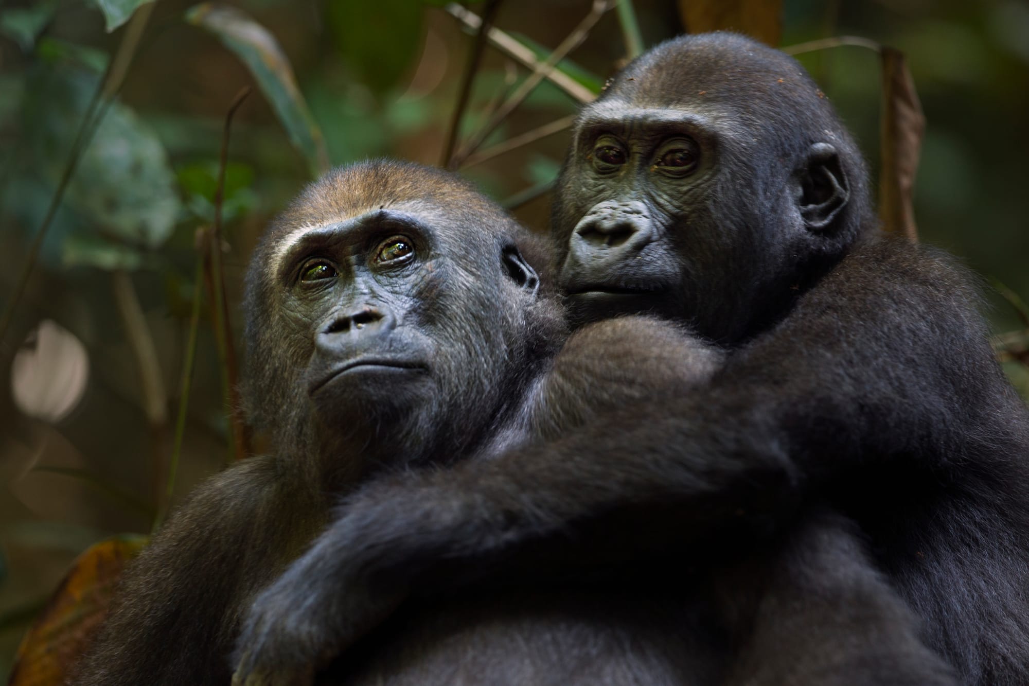 Perché non possiamo fare a meno dei gorilla