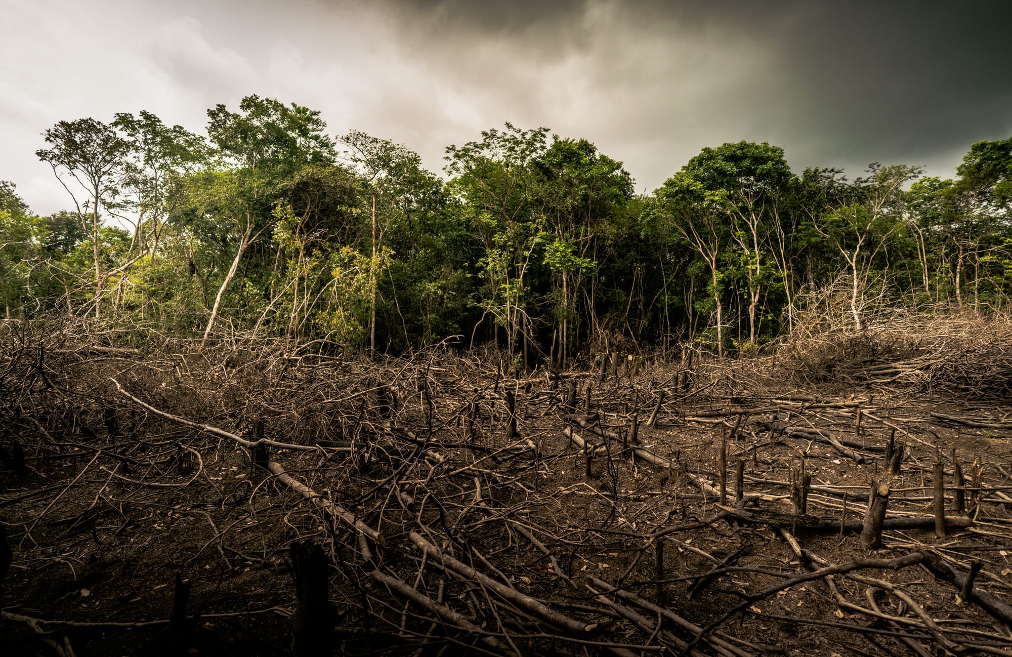 Il 90% della deforestazione è causata dalle cattive abitudini alimentari