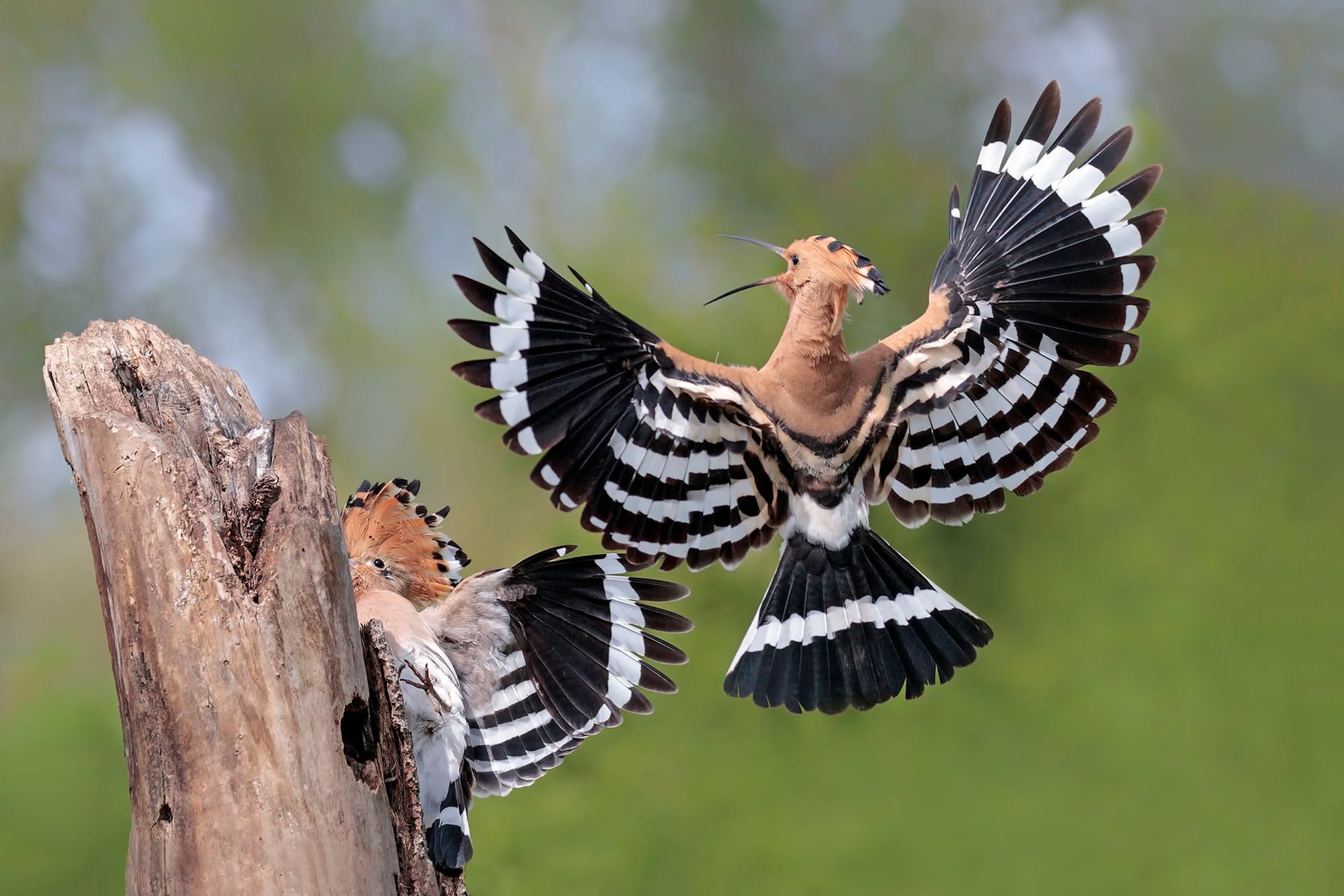 Birdwatching, due giornate per la migrazione degli uccelli