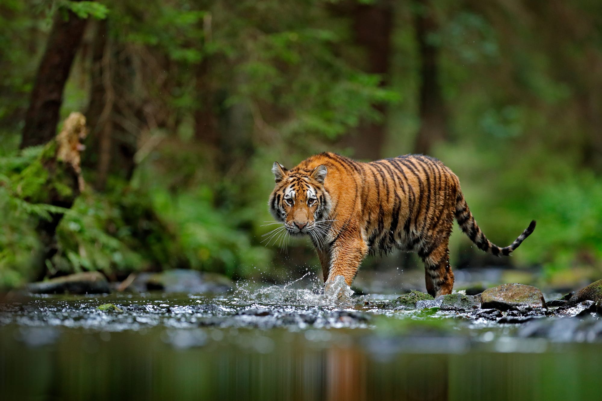 In volo dall'Olanda per ripopolare la specie: lo storico ritorno della tigre in Kazakistan