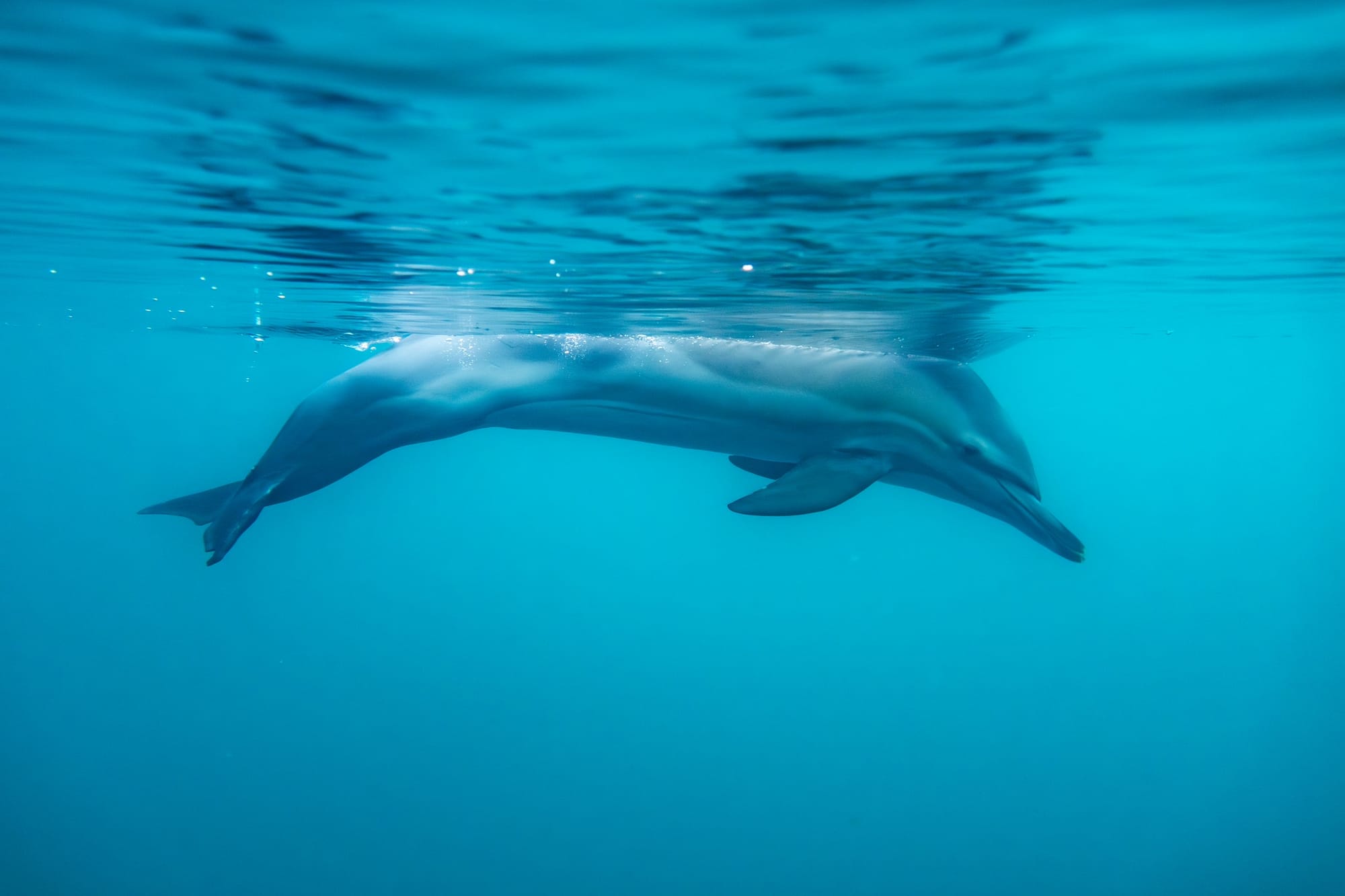 Trieste, a tu per tu con il delfino comune: "Una specie in pericolo"