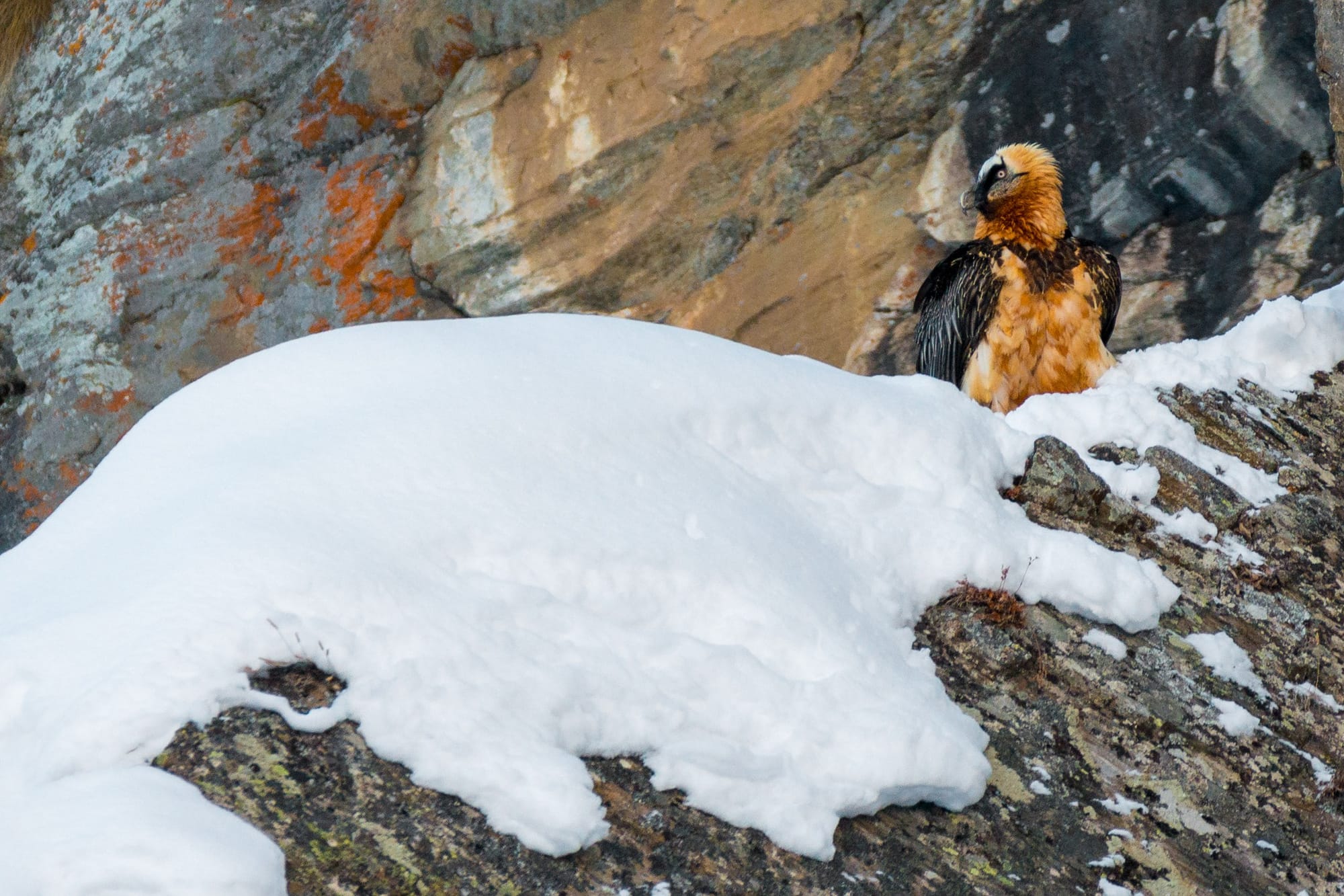 Nel Parco del Gran Paradiso torna a nidificare il gipeto