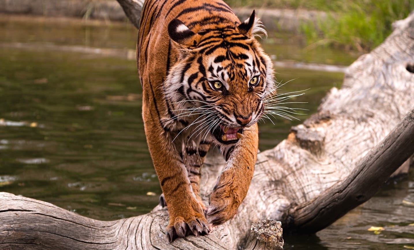 Un inventario di diecimila animali, grandi lavori allo zoo di Londra