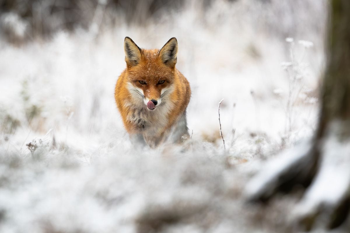 La scoperta: gatti e volpi nel menu dei nostri avi