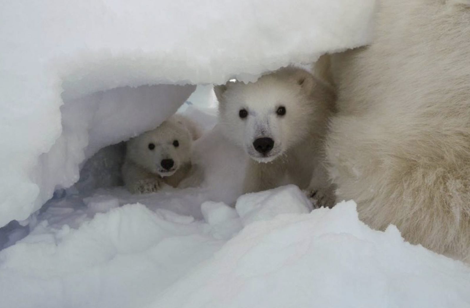 Giornata mondiale dell'orso polare, l'ultimo studio: così i cuccioli "lasciano" la tana