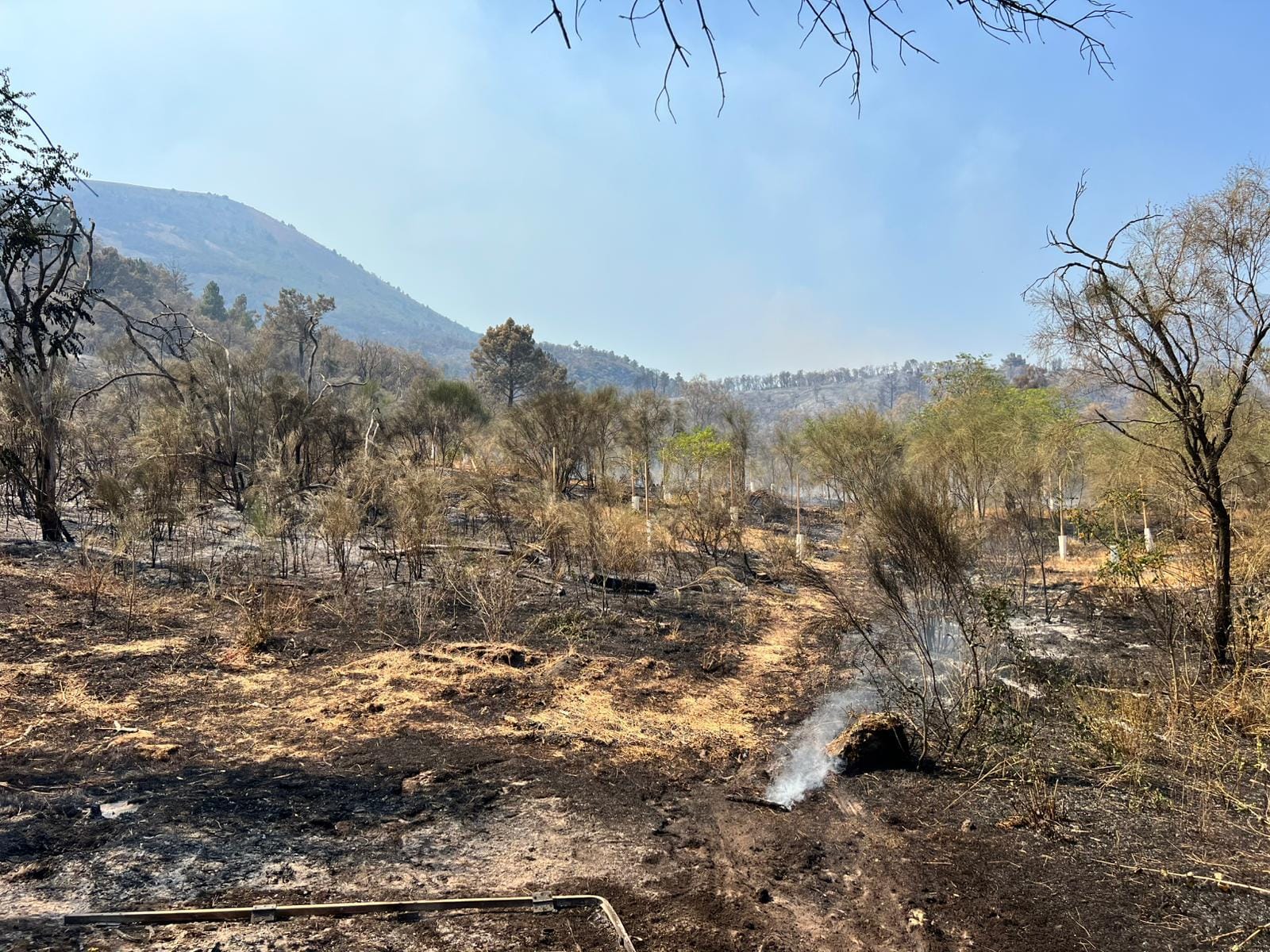 Il Vesuvio a fuoco, coinvolti oltre 560 ettari: come salvare gli animali sopravvissuti?