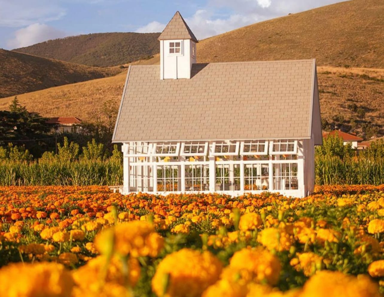 In Campania il primo campo di fiori di tagete in Italia con yoga, meditazione e... cassetta delle lettere