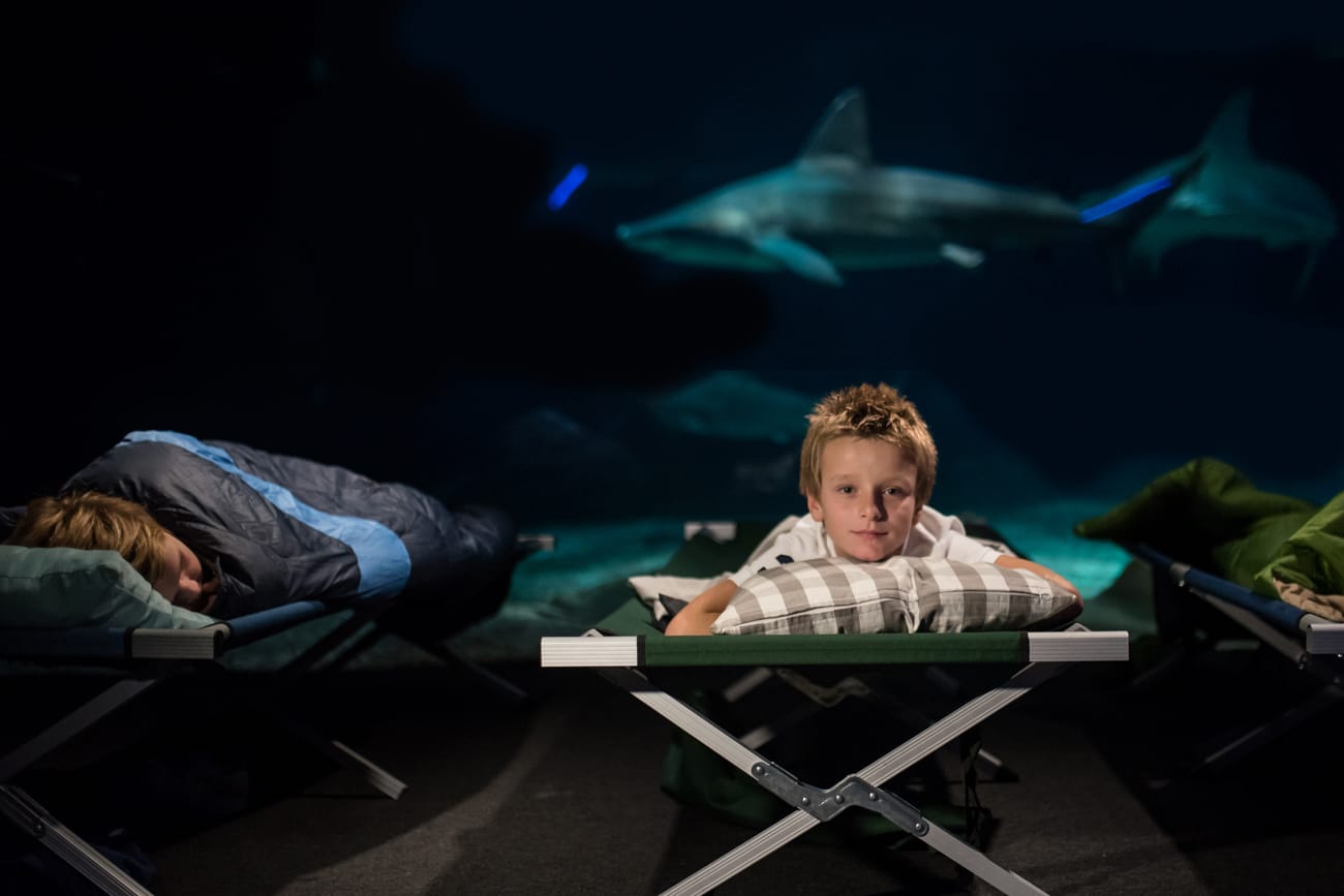 Per Halloween l'Acquario di Genova propone la Notte con gli Squali