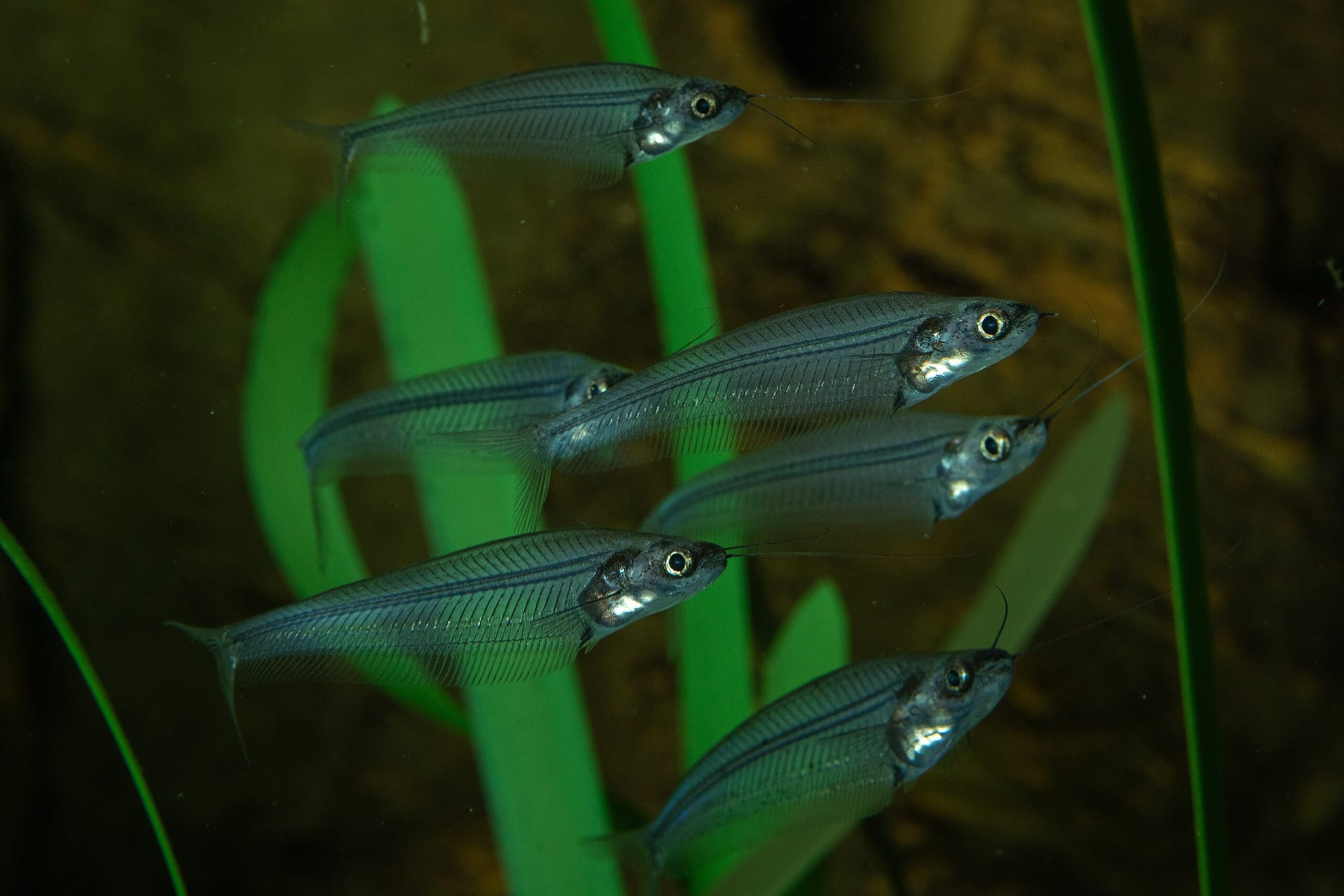 Anche i pesci sbagliano a scegliere il "pacco"