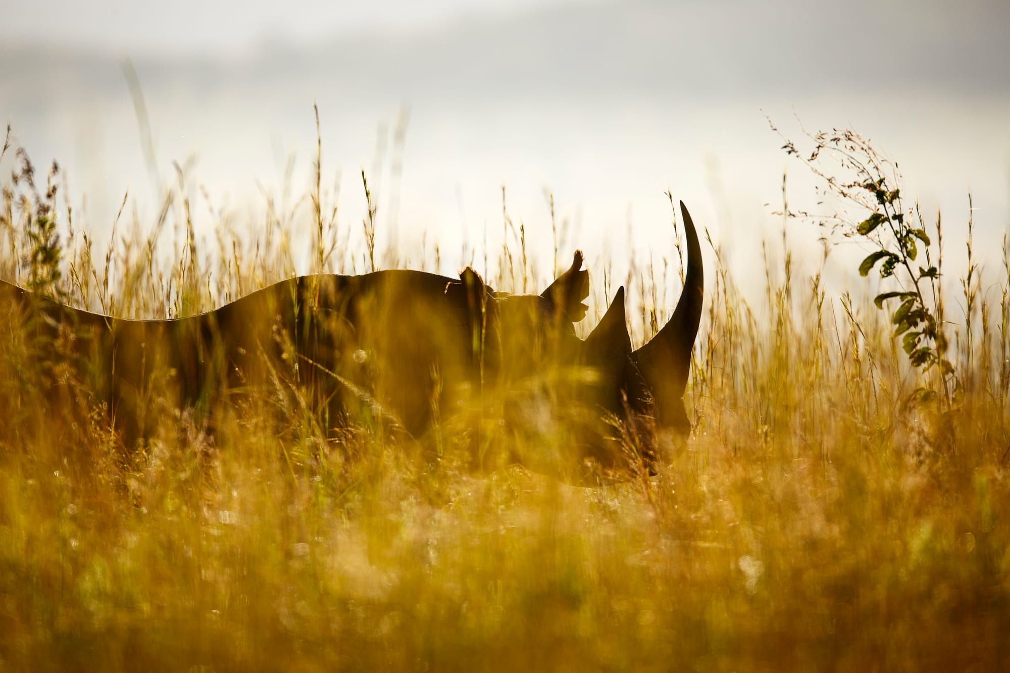 C'è una buona notizia per i rinoceronti del Sudafrica: il bracconaggio sta diminuendo