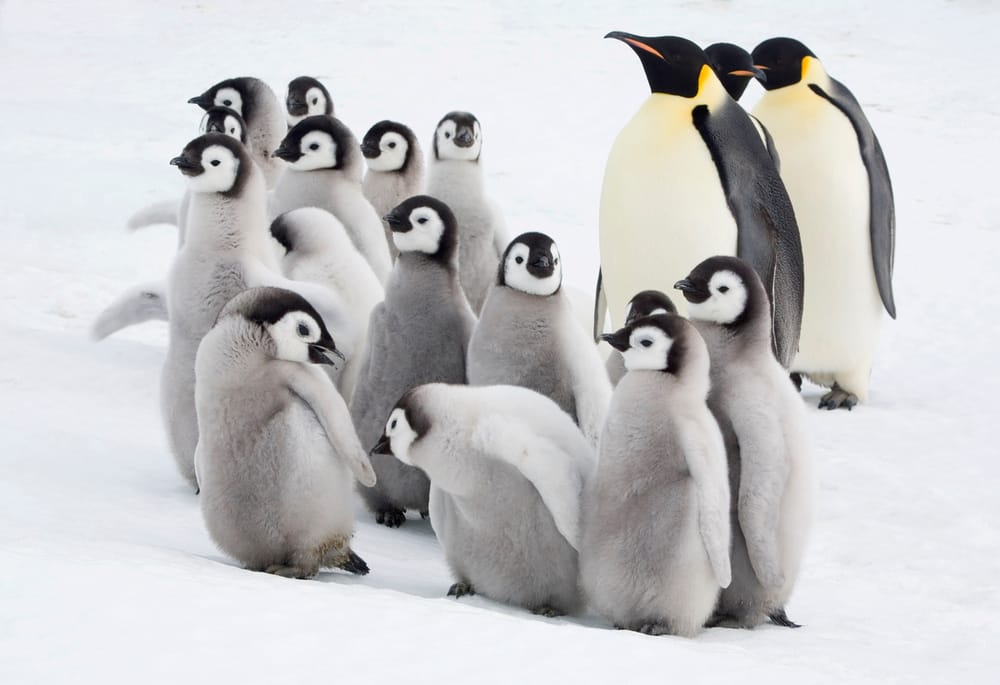 Perché il pinguino imperatore è sempre più a rischio