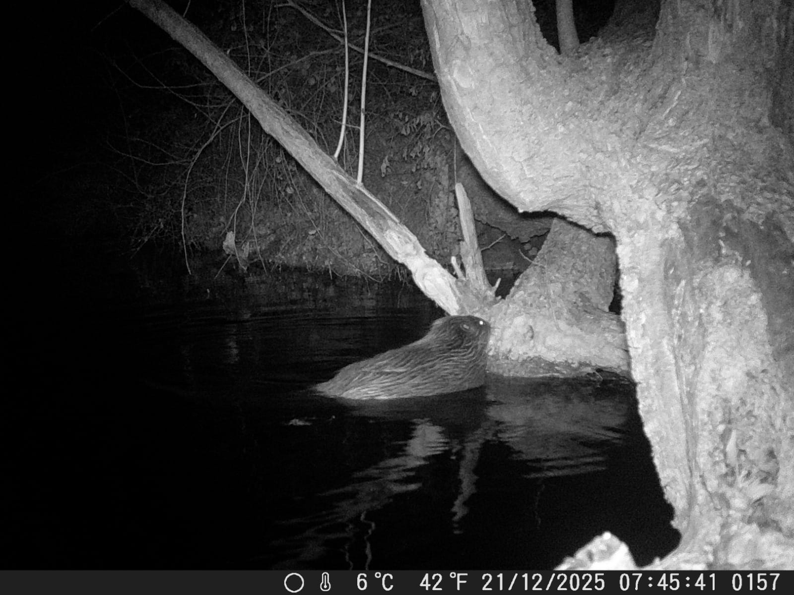 Nell'Appennino centrale è arrivato il castoro. Ma forse non è una buona notizia