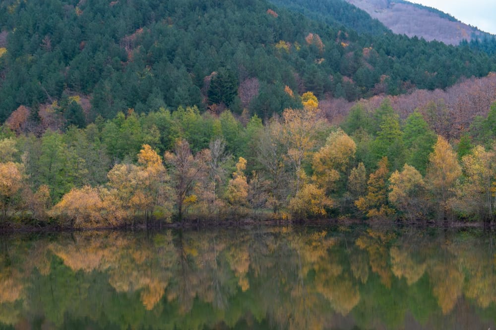 L'atlante delle foreste: l'Italia diventa più verde post image