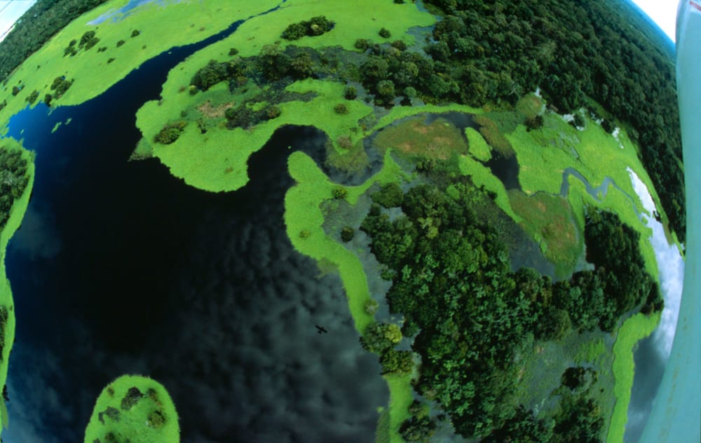 Giornata mondiale delle foreste, ecco quanto verde stiamo perdendo post image