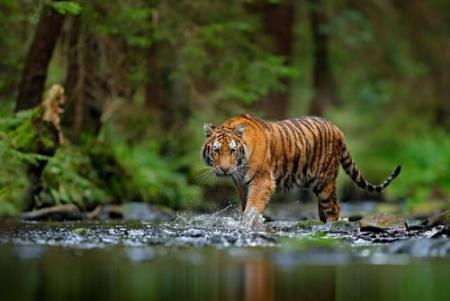 In volo dall'Olanda per ripopolare la specie: lo storico ritorno della tigre in Kazakistan post image