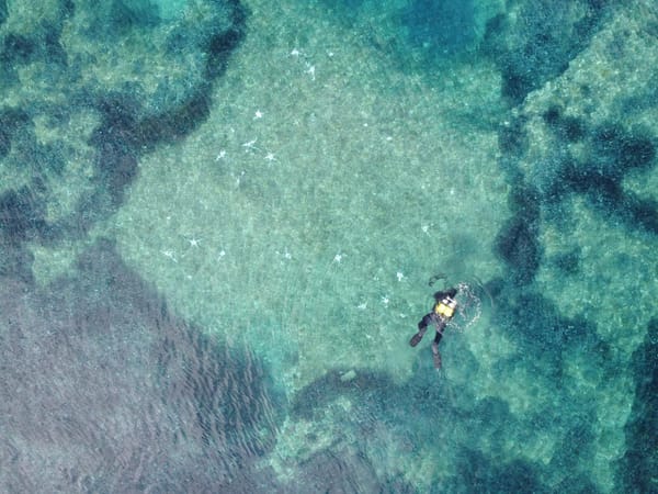 Con Ispra per salvare le praterie di Posidonia oceanica post image