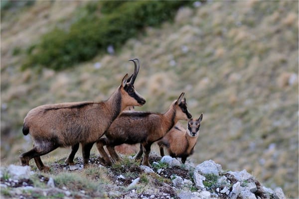 Giornata mondiale della Biodiversità, ecco cosa possiamo fare per salvare la natura post image