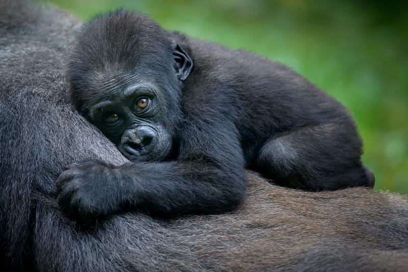 Perché non possiamo fare a meno dei gorilla post image