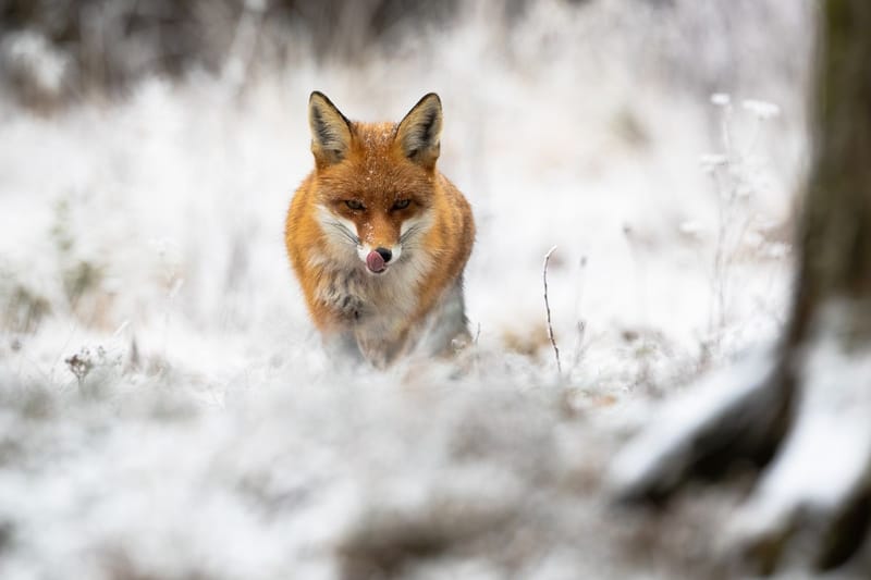 La scoperta: gatti e volpi nel menu dei nostri avi post image