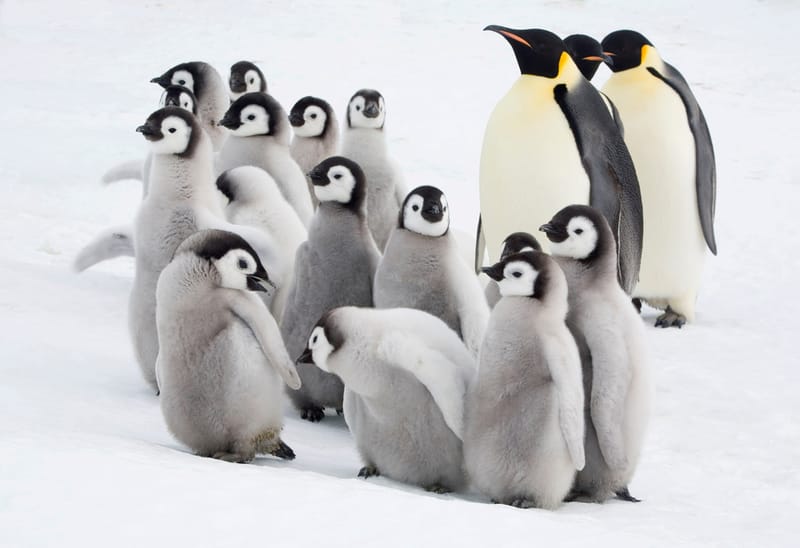 Perché il pinguino imperatore è sempre più a rischio post image
