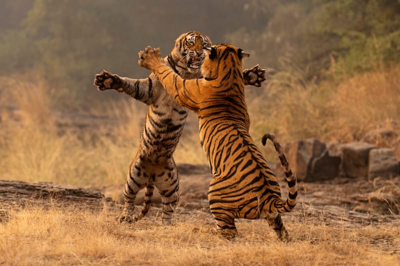C'è una buona notizia per la tigre: in Nepal la popolazione è più che triplicata post image